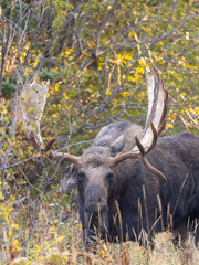 Bull Moose in Grand Teton National Park Wyoming in Autumn