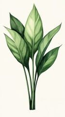 Fototapeta premium Green leaves on white background