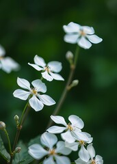 Obraz premium White flowers with a green bokeh background bokeh green bokeh green abstract background light bright blur pattern