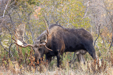Bull Moose in Grand Teton National Park Wyoming in Autumn