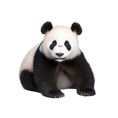 Naklejka premium Adorable Giant Panda Bear Sitting Isolated on Transparent Background