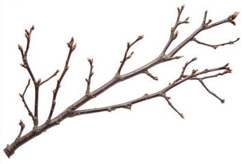 Fototapeta premium Minimalist Dry Tree Branch on Pure White Background for Minimal Decor and Art Projects