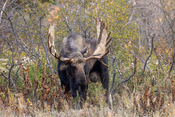 Bull Moose in Grand Teton National Park Wyoming in Autumn