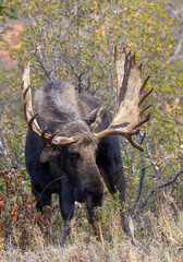 Bull Moose in Grand Teton National Park Wyoming in Autumn