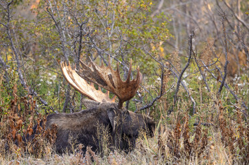 Bull Moose in Grand Teton National Park Wyoming in Autumn