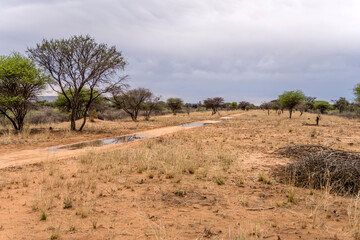 puddles on dirt road in green desert countryside of Waterberg plateau  after thunderstorm, near Otjiwarongo,  Namibia