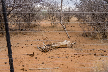 antelope carcass laying near fence at green desert countryside of Waterberg plateau, near Otjiwarongo,  Namibia
