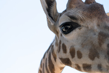 Big giraffe eye sheds tears of sadness. Close-up of a giraffe's eye. © LaSierragPhotoGraphy