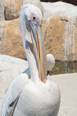 The European pelican scratches its chest with its beak. Close-up in vertical image. 