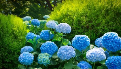 flower garden - blue balloon flowers and green hydrangea in summer