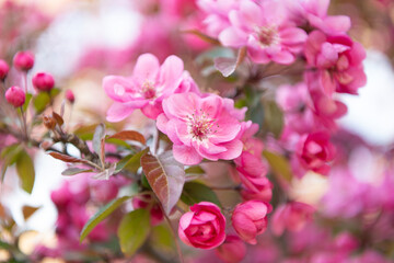 macro photo of blossoming sakura blooming on branch. photo of blossoming sakura bloom.