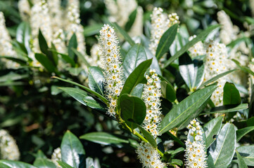 Macro of flowering cherry laurel plant. Exotic flower. Natural flower plant. Flora nature. Bright blooming laurel flower in nature. Prunus flower. Flowering nature closeup. Natural beauty