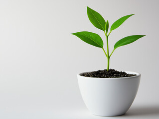 Green vibrant leaves plant white pot growth start new beginning life hope
