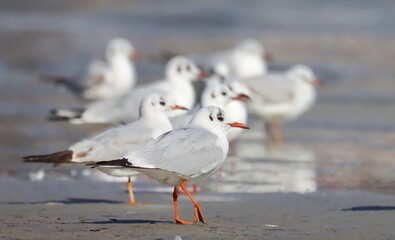 Common Black-headed Gull group on beach, Larus ridibundus, birds Montenegro