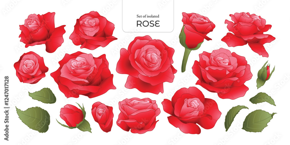 Wall mural Set of isolated Rose. Cute flower illustration in hand drawn style. Vivid red color tone on a transparent background. Volume 2.