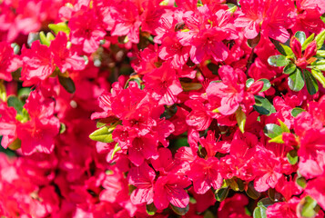 Exotic flower. Natural flower plant. Flora nature. Bright blooming azalea flower in nature. Azalea flower. Flowering nature closeup. Macro of flowering azalea plant. Pink color