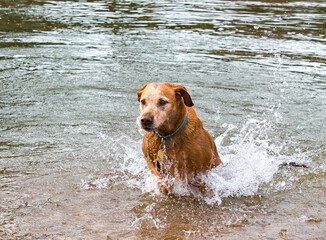 A Red fox Labrador splashes through a stream whilst having fun. Dog walking and country lifestyle image.