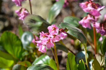 Elephants Ears Rosi Klose flowers