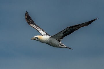 Flying Juvenile Seabird Northern Gannet (Morus Bassanus) On Island Bass Rock In The Atlantic Ocean...