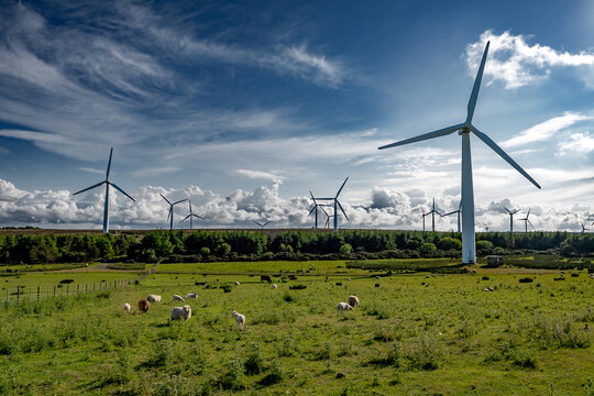 Rural Farmland Landscape With Sheep And Rotating Wind Turbines For Renewable Energy Production In Scotland, UK