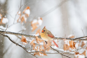 Female northern cardinal perched in a tree during snow storm