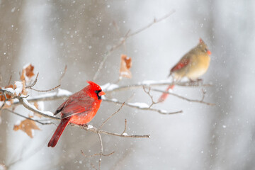 Male cardinal perched on branch with female in the background