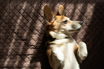 cute dog lies and basks in the sun's rays