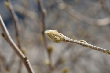 Star magnolia branch with buds