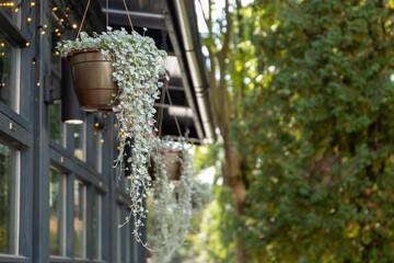 Charming hanging planters adorned with lush greenery near a stylish cafe at a sunlit afternoon