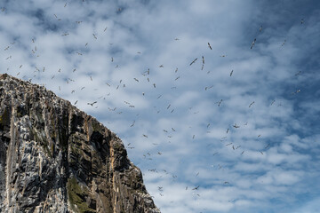 Colony Of Nesting Seabirds Northern Gannets (Morus Bassanus) On Bass Rock Island In The Atlantic...