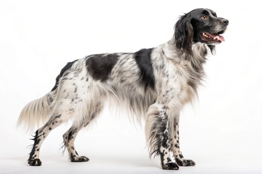 large munsterlander dog isolated on white background