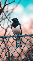 Black and white bird perched on a chain link fence against a muted sky.