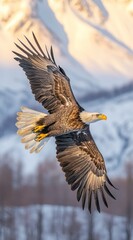 Majestic bald eagle in flight against a snowy mountain backdrop at sunset.
