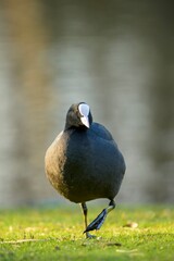 Coot