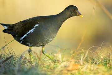 young Moorhen