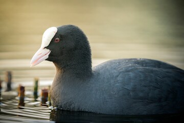 Coot