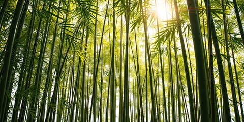 Fototapeta premium Zen Bamboo Forest: Serenity in the Swaying Shadows