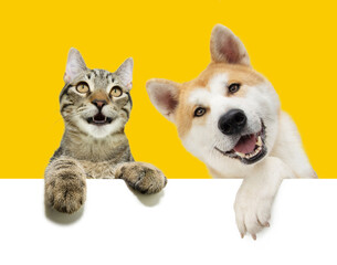 Banner happy smiling pets. Akita dog and European kitten cat peeking over a white blank hanging its paws over. Isolated on yellow background on summer or spring season