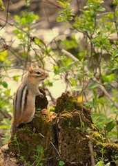 Chipmunk