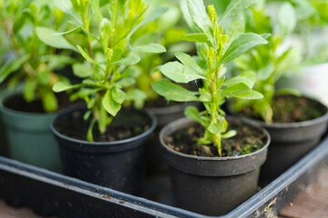 Plastic pots with various vegetables seedlings. Planting young seedlings on spring day. Growing own...