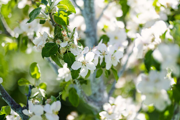 Beautiful apple tree garden blossoming on sunny spring day. Beauty in nature. Tender apple branches in spring outdoors.