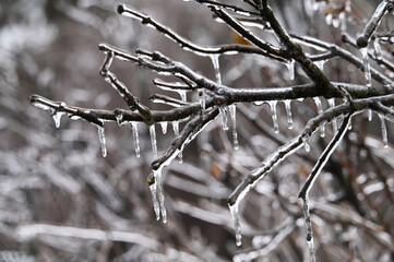 Tree branches coated in freezing rain ice icicles after a winter storm