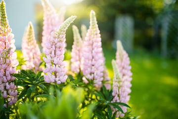Beautiful lupins blossoming on flower bed on summer day. Bunch of lupines summer flower background.