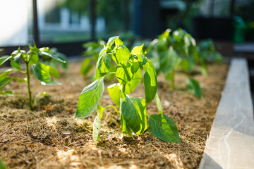 Cultivating bell peppers in a greenhouse on summer day. Growing own fruits and vegetables in a homestead.