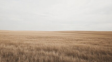 Obraz premium Vast Golden Wheat Field Under Cloudy Sky. Possible Use Stock photo for nature, agriculture, or travel