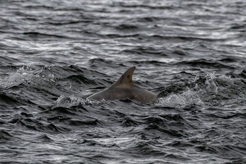 Bottlenose Dolphin (Delphinus Truncatus) In The Moray Firth At Chanonry Point Near Inverness In...