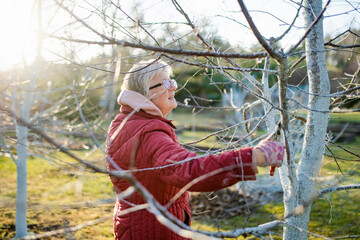 Woman gardener using pruning shears on to cut dry tree branches. Spring pruning of trees and bushes...