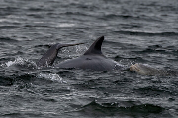 Naklejka premium Bottlenose Dolphin (Delphinus Truncatus) In The Moray Firth At Chanonry Point Near Inverness In Scotland