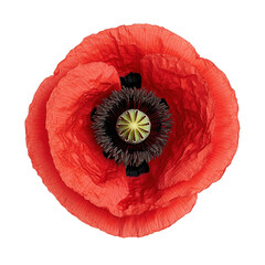 A vibrant red poppy flower showcasing delicate petals and a distinctive dark center with stamens, Transparent Background.