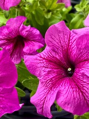 Beautiful bright pink petunia flowers are showing off on a sunny day. Close-up, front view, photo.